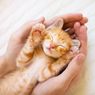 Waspada, Ini 9 Penyebab Fading Kitten Syndrome pada Anak Kucing