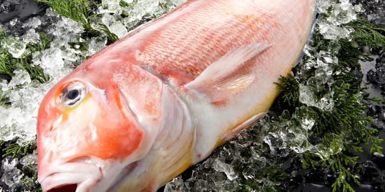 6400 Gambar Ikan Air Laut Yang Bisa Dikonsumsi Terbaru