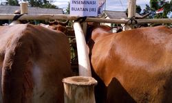 Peternak Makin Mandiri, Begini Caranya...