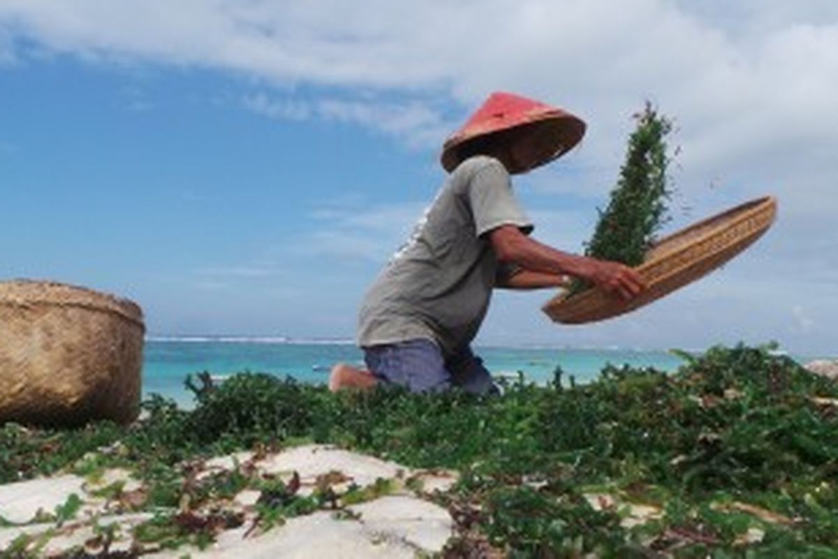 Seorang petani rumput laut di Pantai Pandawa, Desa Kutuh, Badung, Bali.
