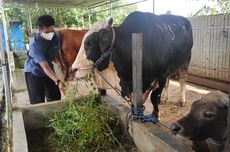 Ribuan Sapi di Jawa Timur Terinfeksi Penyakit Mulut dan Kuku, Apa Itu?