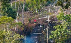 Diduga Sengaja Dibakar Demi Sawit, 1.600 Hektar Hutan dan Lahan IKN Hangus