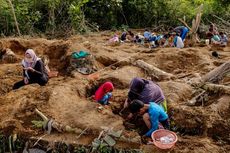 Warga Desa Ini Berburu Batu Rak, dalam 3 Hari Terkumpul 5 Ton, Dijual Rp 20.000 Per Kg
