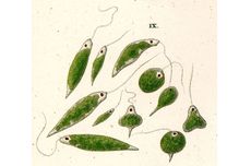 Euglena: Pengertian, Ciri-ciri, dan Contohnya