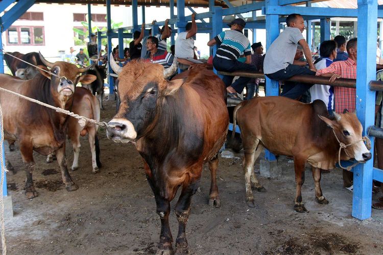 Hewan kurban dijual di Pasar Hewan Cot Iri, Kecamatan Krueng Barona Jaya, Kabupaten Aceh Besar, Sabtu (25/7/2020). Menjelang Hari Raya Idul Adha 1441 Hijriah, permintaan hewan kurban baik sapi dan kambing menurun diduga akibat pandemi Covid-19.