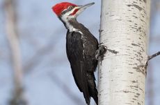 Sering Patuk Pohon, Mengapa Burung Pelatuk Tak Alami Cedera Otak?