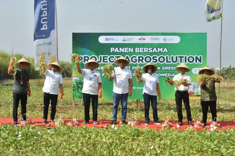 Panen bersama benih kangkung yang dilaksanakan di Desa Kedung Anyar, Kecamatan Wringinanom, Gresik, Jawa Timur, Selasa (30/8/2022).