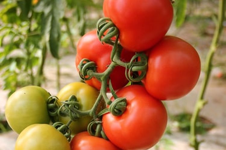 Ilustrasi tanaman tomat