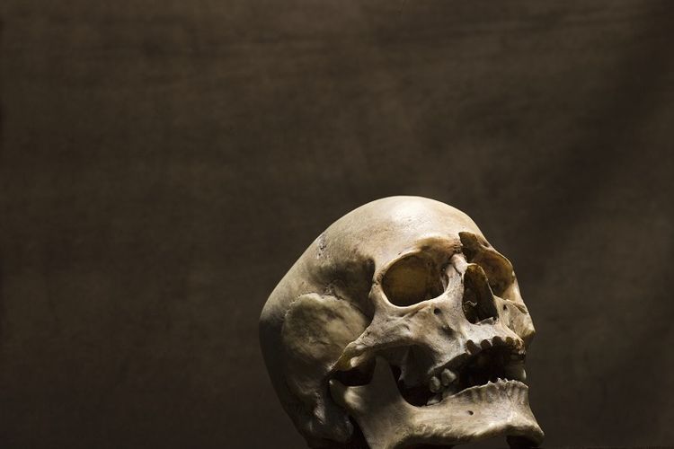 Ilustrasi Tengkorak Manusia.