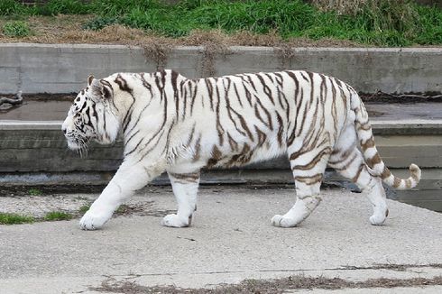 Penjaga Kebun Binatang di Jepang Tewas Diterkam Harimau Putih