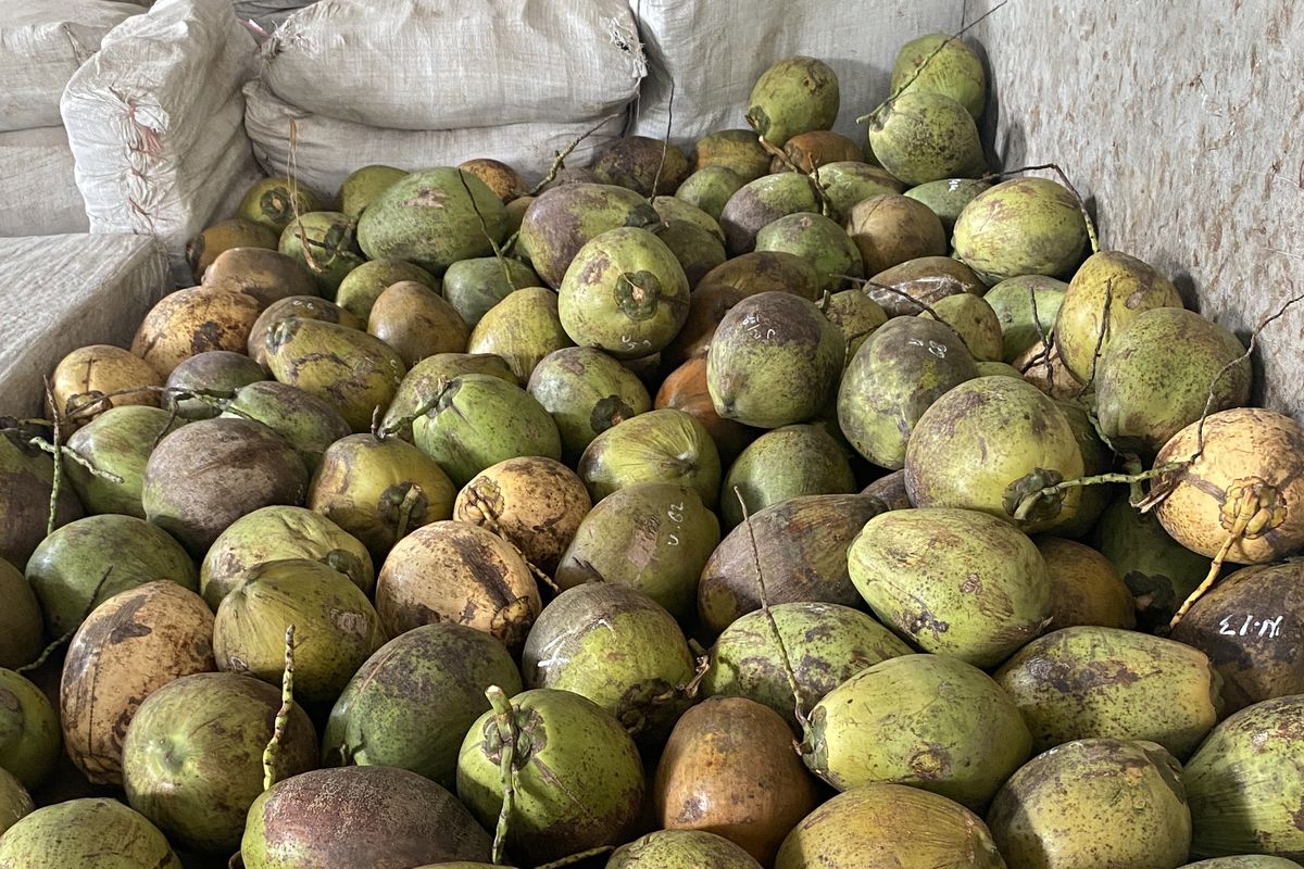 Kelapa kopyor, Kopyor Bogor