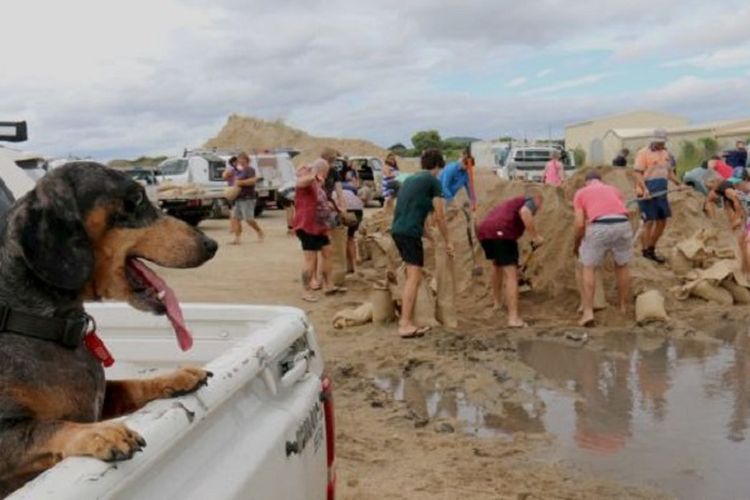 Seekor anjing menyaksikan warga kota Bowen, Queensland utara, Australia, Senin (27/3/2017) pagi, mengisi karung pasir sebagai persiapan menghadapi badai tropis Debbie. 
