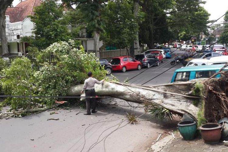 Pohon kenari yang tumbang di Jalan Diponegoro, Kota Malang, Rabu (8/2/2017)