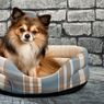 5 Cara Memperkenalkan Anjing Peliharaan ke Rumah Baru