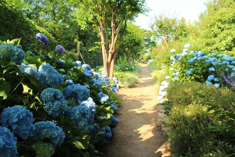 Tempat wisata kebugaran di Korea Selatan bernama Farm Kamille.