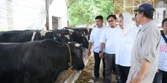 Menilik Budidaya Sapi Wagyu di Jatirejo Farm, Mbak Ita Ungkapkan Harapannya