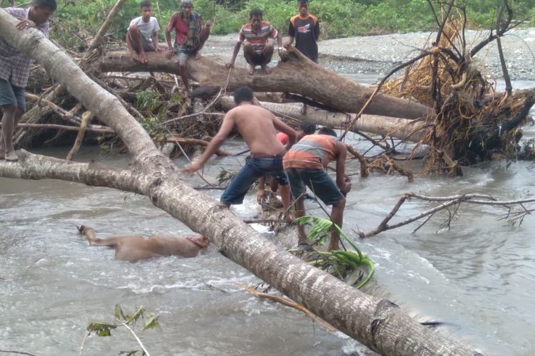 Warga Desa Praingkareha, Kecamatan Tabundung, Kabupaten Sumba Timur, Nusa Tenggara Timur (NTT), menemukan kuda milik Kondatana alias Bapa Melki (65), yang ditemukan mati