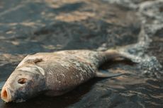 Ratusan Ikan Mati Mendadak di New South Wales, Ini Penyebabnya