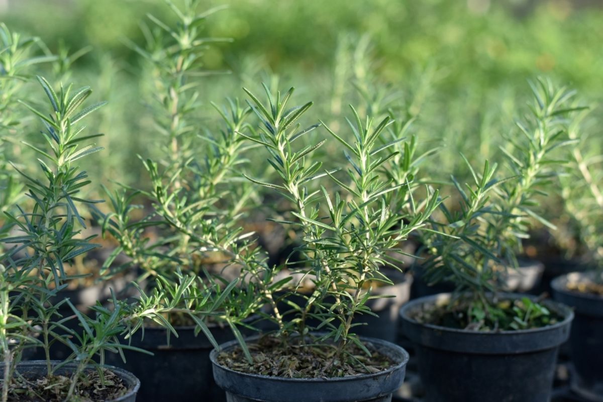 Ilustrasi tanaman rosemary di pot. 