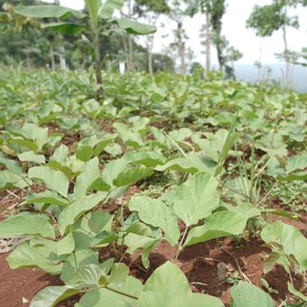 Tanaman kacang koro pedang di Sumedang, Jawa Barat.