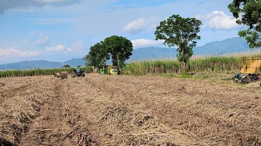 5 Daerah Pemilik Lahan Tebu Terbesar di Indonesia