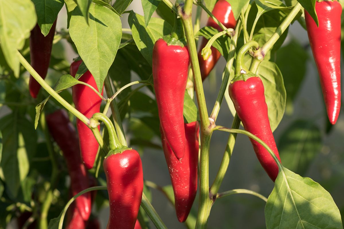 Ilustrasi tanaman cabai, daun cabai.