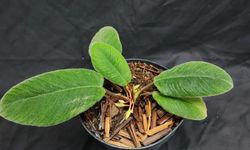 BRIN Temukan Spesies Tanaman Endemik Baru Mirip Lidah Kucing di Sumut