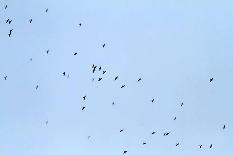 Puluhan ekor burung elang alap china terlihat terbang dari lengan utara pulau Sulawesi ke arah utara menuju wilayah Filipina. 