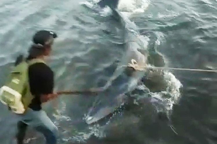 Tangkapan layar seekor paus terdampar di pelabuhan Kayangan Lombok Timur 