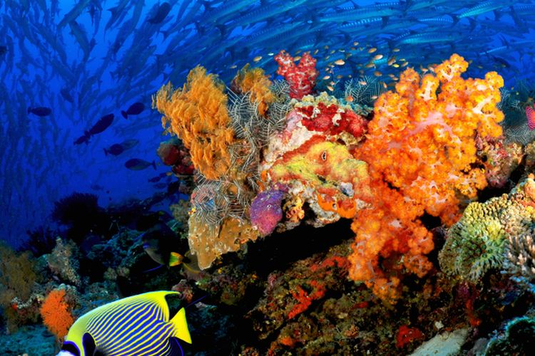 Ilustrasi terumbu karang. 