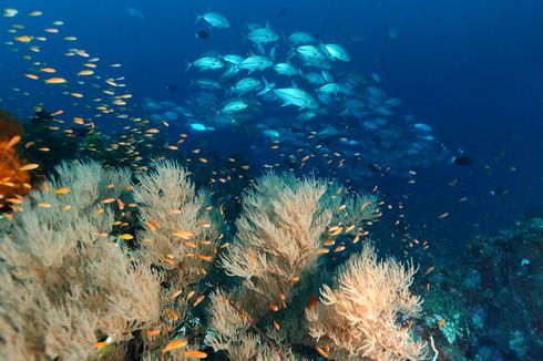 5 Destinasi Wisata di Indonesia untuk Freediving, Ada Pulau Weh