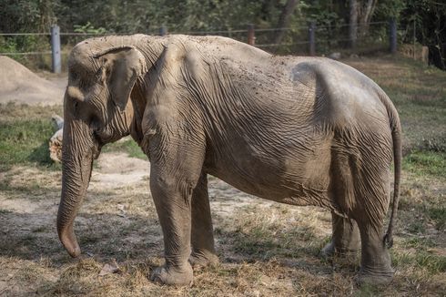 Kisah Pai Lin, Gajah Thailand yang Cacat Permanen akibat Sering Angkut Wisatawan Selama 25 Tahun