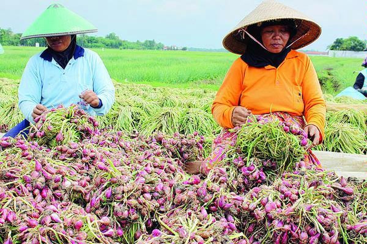 Sejumlah buruh tani di Desa Sisalam, Kecamatan Wanasari, Kabupaten Brebes, Jawa Tengah, sedang membersihkan bawang seusai dipanen, Selasa (8/11). Saat ini, harga bawang merah turun dari  7.000  menjadi Rp 4.000 per kilogram karena pasokan  melimpah, termasuk impor.
