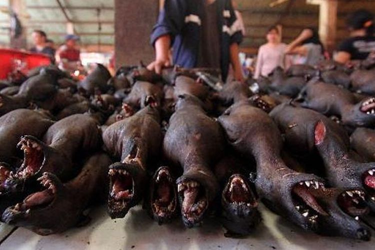 21+ Pasar hewan paling ekstrim di indonesia update