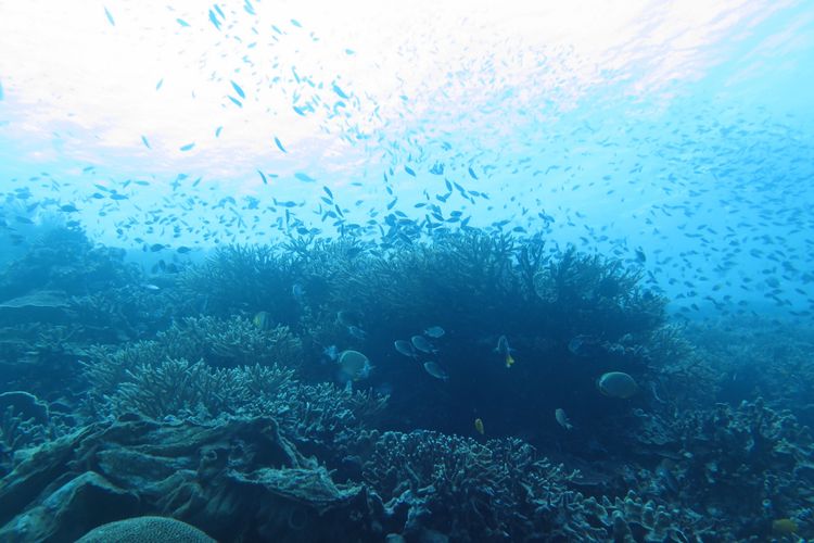 Salah satu spot diving di Tajung Waka, Desa Fatkayon, Kecamatan Sulabesi Timur, Pulau Sulabesi, Kepulauan Sula, Maluku Utara,