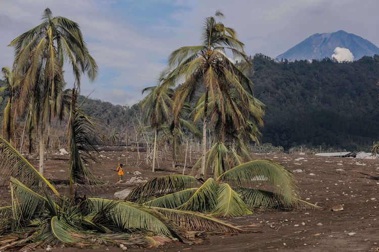 Tim SAR gabungan melakukan proses pencarian korban di jalur material guguran awan panas Gunung Semeru di Kampung Renteng, Desa Sumberwuluh, Lumajang, Jawa Timur, Kamis (9/12/2021). Berdasarkan laporan Badan Nasional Penanggulangan Bencana (BNPB), jumlah korban meninggal hingga Kamis hari ini berjumlah 39 orang dan 13 orang dalam proses pencarian, serta penyintas berjumlah 6.022 jiwa yang tersebar di 115 titik pos pengungsian.