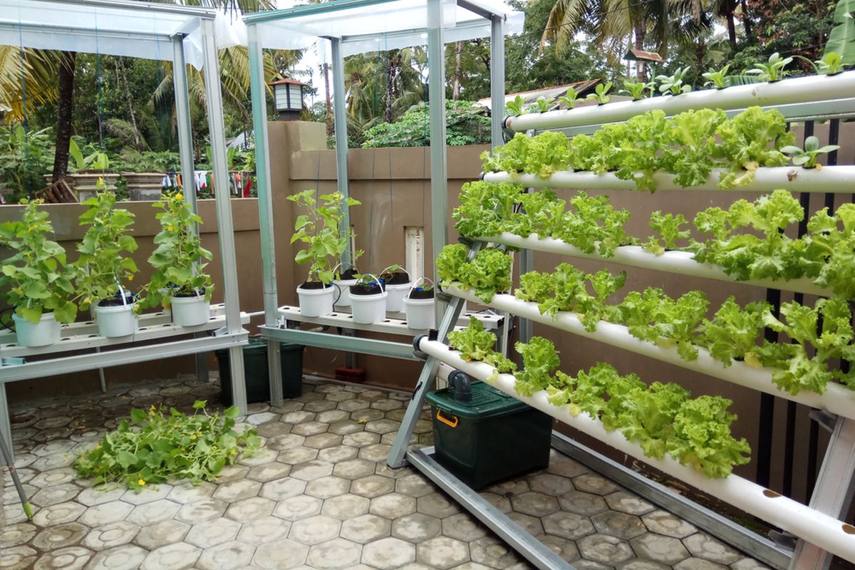 Memulai Kebun Mandiri di Rumah