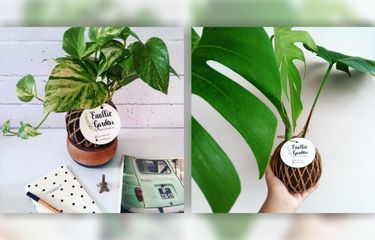 Kokedama, Solusi Kekurangan Lahan Hijau di Rumah Halaman all ...