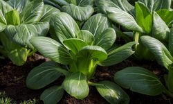 10 Tanaman Sayuran Daun yang Cepat Panen dan Mudah Ditanam