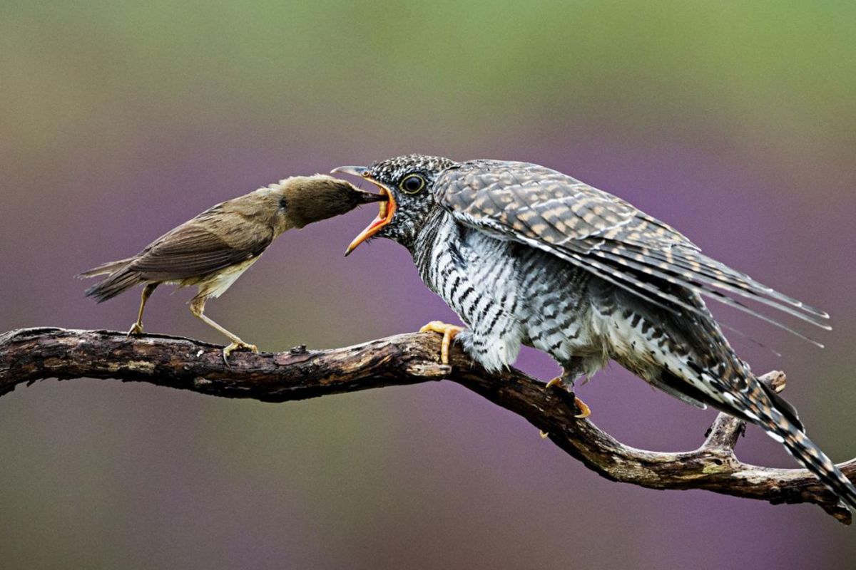 Burung Acrocephalus scirpaceus (kiri) memberi makan anak cuckoo. Dalam 30 hari, anak cuckoo bisa bertumbuh hingga 8 kali lebih besar dari induk angkatnya.