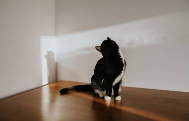 Alasan mengapa kucing suka menatap dinding.