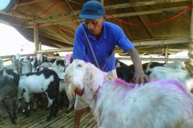 Holik, salah satu pedagang kambing musiman di Jember, Jawa Timur, sedang mengambil kambing jualannya untuk konsumennya, Rabu (9/10/13)