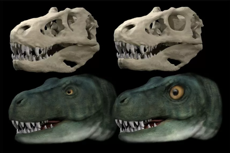 Evolusi mata T-rex (Tyrannosaurus rex) telah membantunya memiliki gigitan yang lebih kuat.