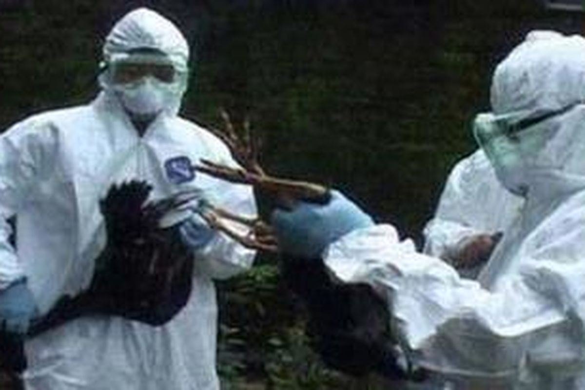 Sejumlah Petugas dari Pengendalian Avian Influenza Dinas Peternakan Jatim sedang melakukan Fucal Culling terhadap ayam kampung yang terindikasikan flu burung, di Kelurahan Petamanan, Pasuruan, Jumat (17/2/2012)  