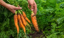 5 Pupuk Alami untuk Tanaman Wortel agar Panennya Melimpah