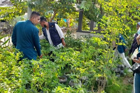 Warga Tambaksari Semarang Sulap Kawasan Rawan Rob untuk Tanam Sayur dan Buah, Warga Bisa Ambil Gratis