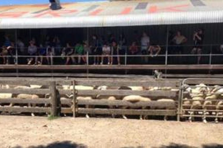 Peternakan biri-biri (domba) di New South Wales, Australia, yang dikemas jadi destinasi wisata bernuansa coboy.