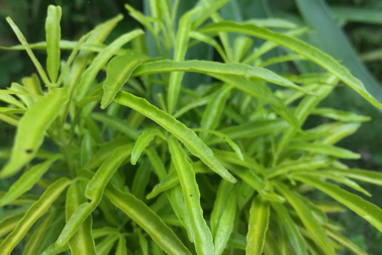 Ilustrasi tanaman Zodia (Evadia suaveolens), yang merupakan salah satu tanaman pengusir nyamuk.