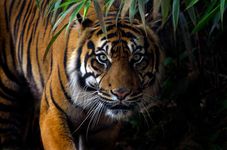  Animals Gone Wild: Indonesian Man Bluffs Sumatran Tiger Into Fleeing