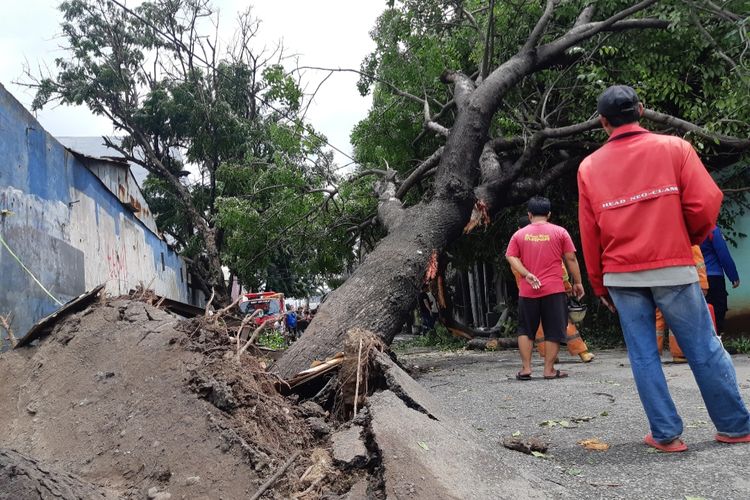 2 pohon besar tumbang di Jalan Raya Prepedan, Tegal Alir, Kalideres, Jakarta Barat pada Kamis (20/2/2020) siang